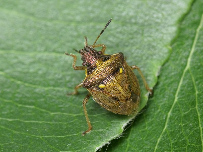Eysarcoris aeneus (Scopoli, 1763)